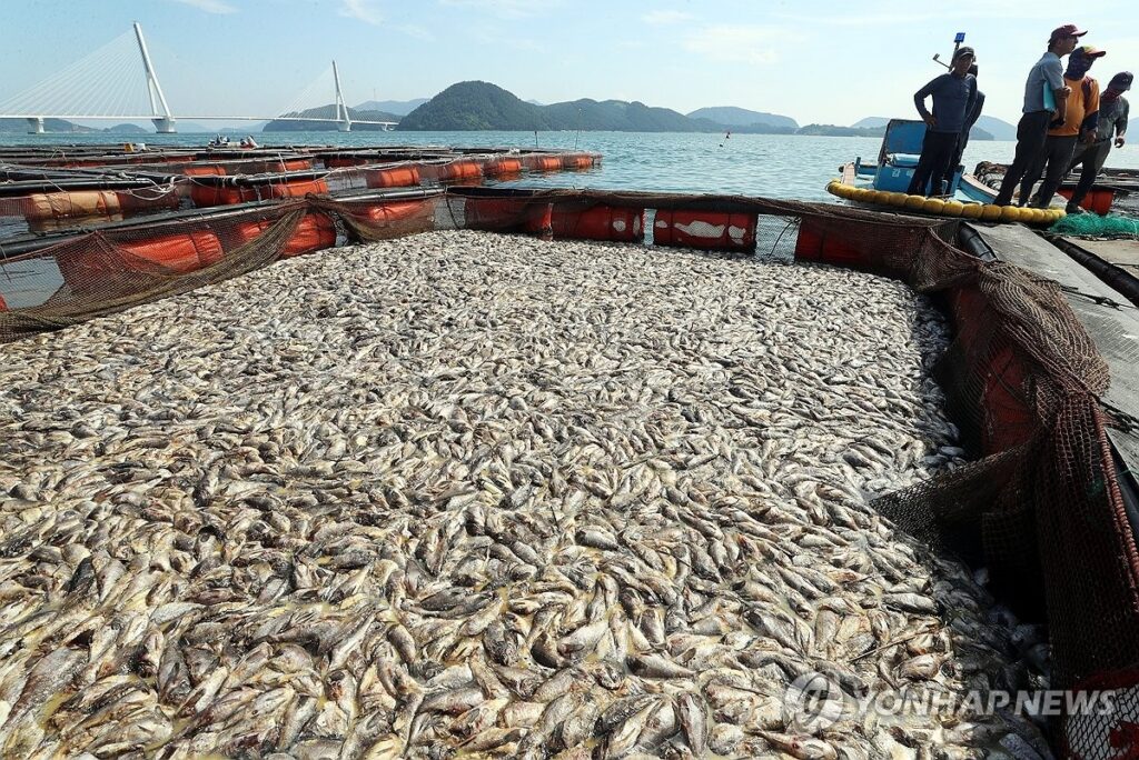 "미안해서 못 팔겠어요", "얼마나 비싸길래" … 金값보다 비싸진 서민 음식의 '정체' 4 서민