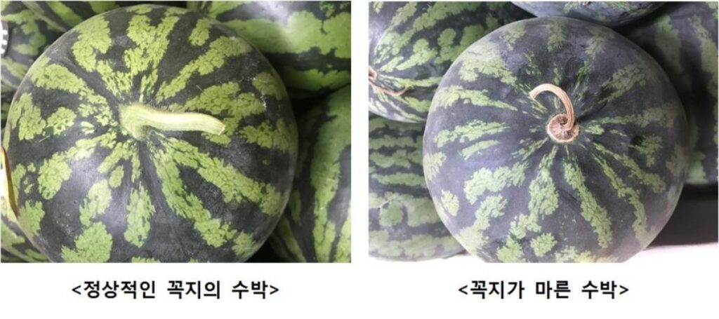 "아직도 똑똑 두드리면서 고르세요?" ... 눈으로 알 수 있는 '맛있는 수박' 고르는 법 2 수박