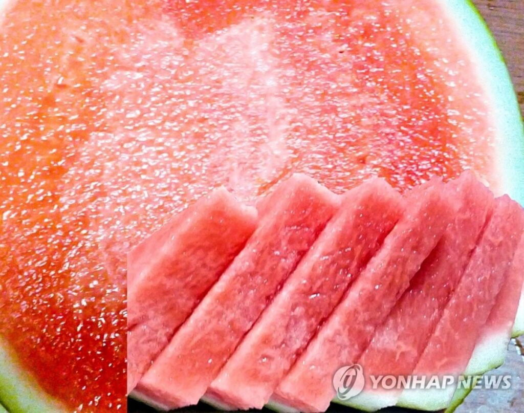 "아직도 똑똑 두드리면서 고르세요?" ... 눈으로 알 수 있는 '맛있는 수박' 고르는 법 3 수박