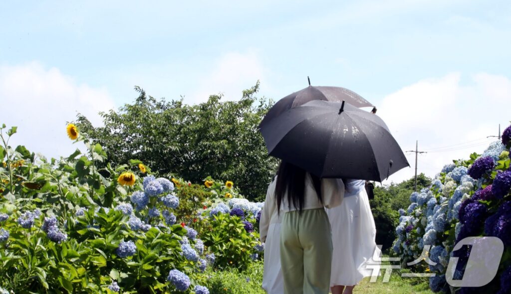 "양산 없다면 '이 색깔' 우산 쓰세요" … 비도 막고 햇빛도 막는 '여름 우산' 고르는 법 4 우산