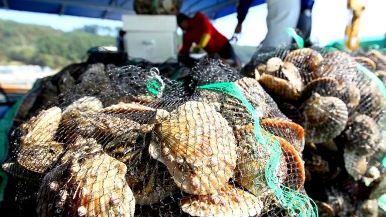 scallop oysters mussels
