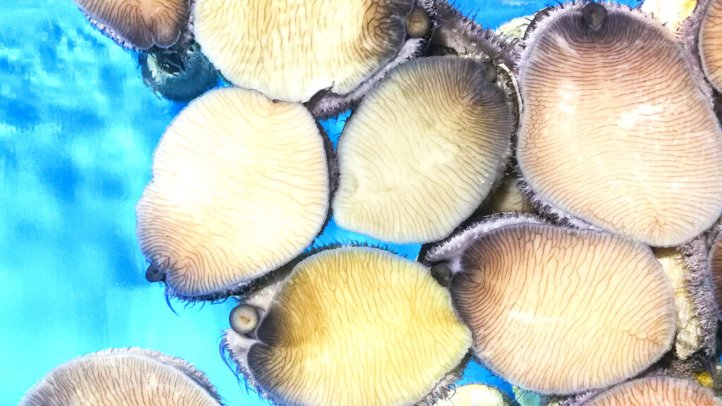 롯데마트