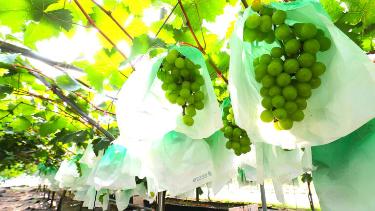 Royal Vine Grapes