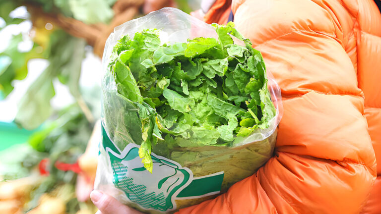 Cabbage prices stabilized
