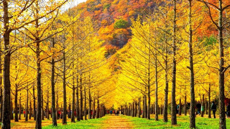 강원도 은행나무 명소