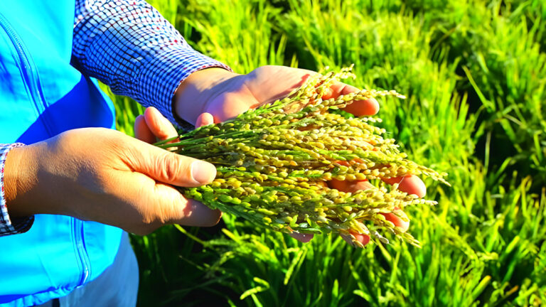 Mongolian rice cultivation