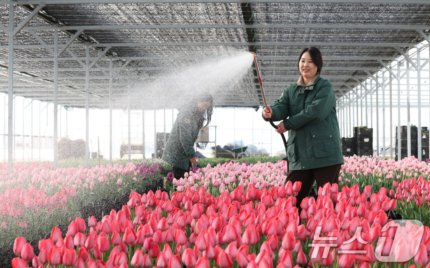 뉴스1 PICK] "꽃샘추위 뚫고 찾아왔나 봄"… 에버랜드 튤립축제 3월 20일 개막 - 뉴스1