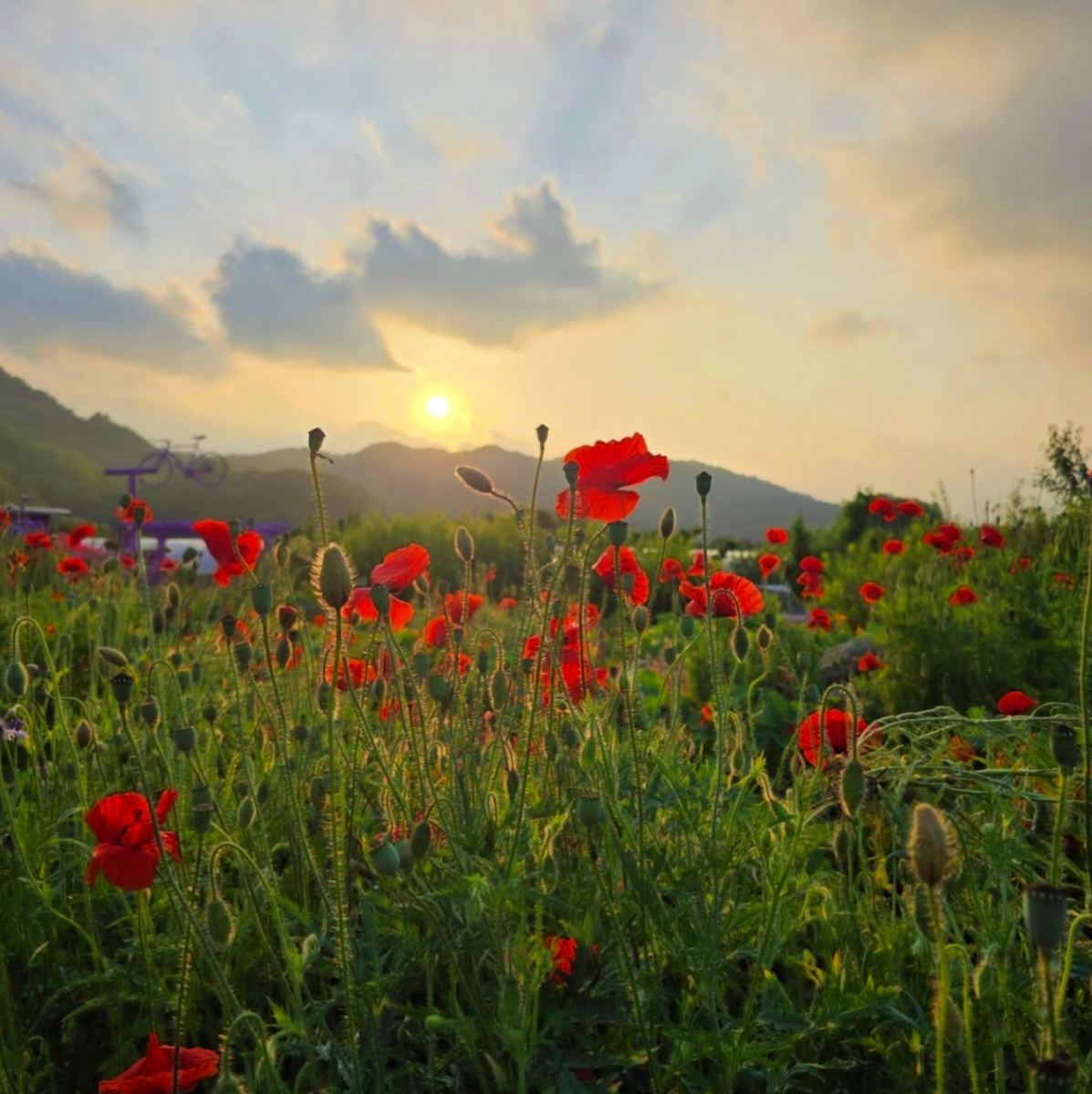 전국에서 유일무이한 축제… 주말마다 미어터지는 강원도 산골 마을의 기적 4 축제
