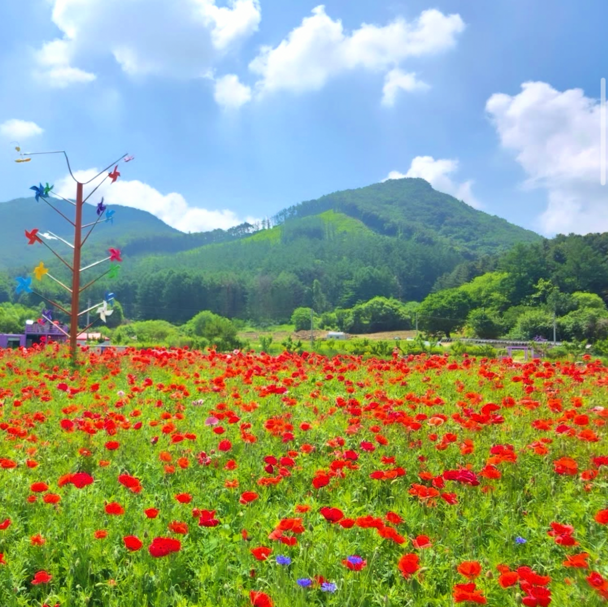 전국에서 유일무이한 축제… 주말마다 미어터지는 강원도 산골 마을의 기적 1 축제