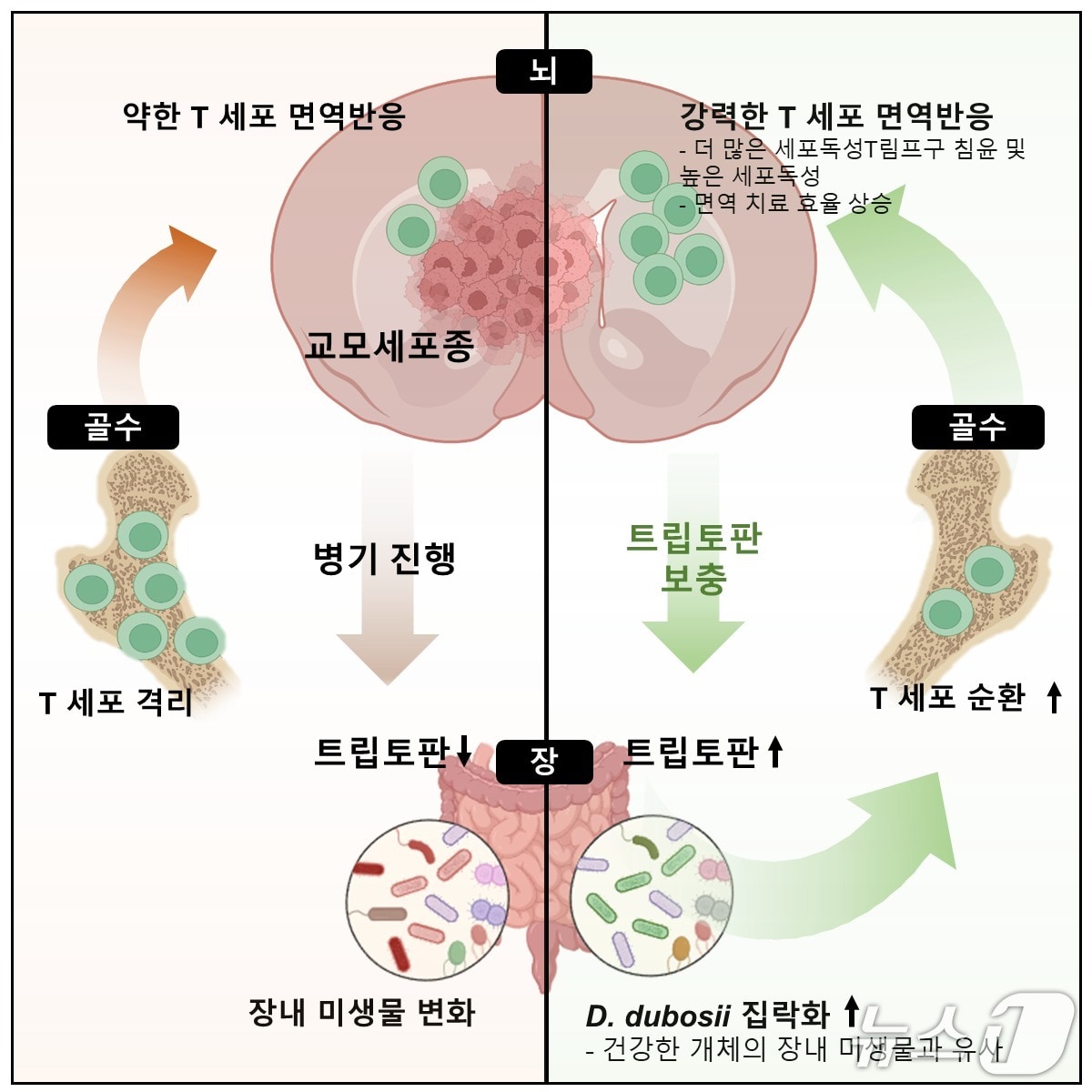 "얼마나 빨리 배변하느냐가 전신 건강 좌우한다"…장 통과 시간, 미생물 구성 바꾼다 4 난치성 뇌종양 면역치료 연구