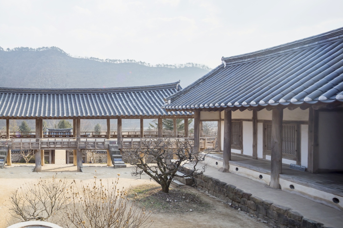 백일홍