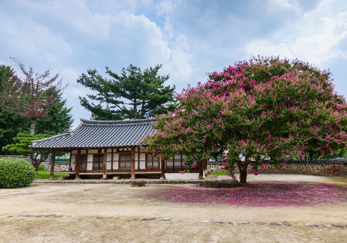 백일홍