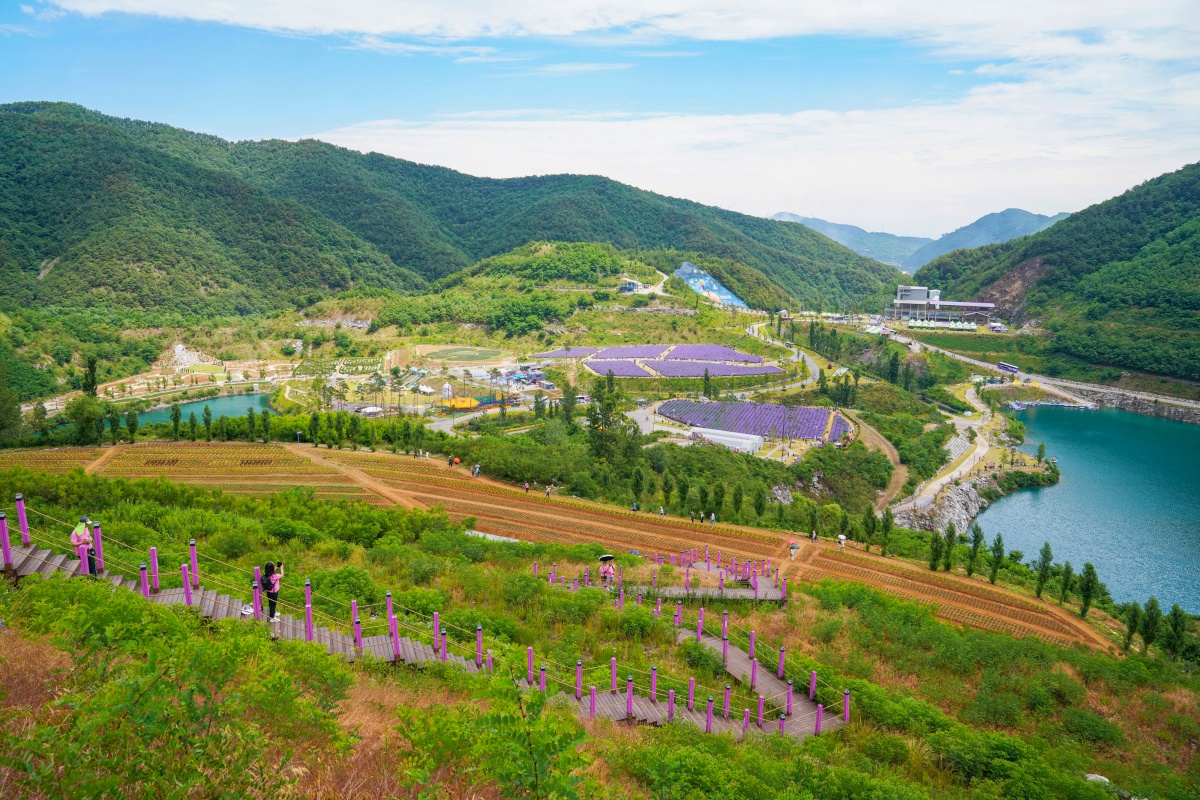 라벤더
