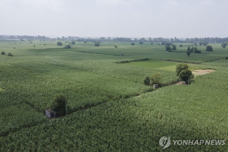 인도 사탕수수밭과 하늘 영상에서 강수 부족으로 줄어드는 설탕 공급 여파를 보여주는 장면