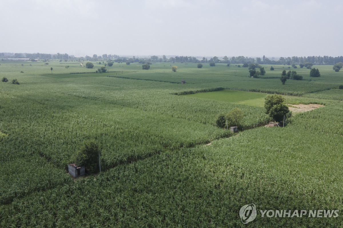 인도 설탕 수출 제한과 가격 충격