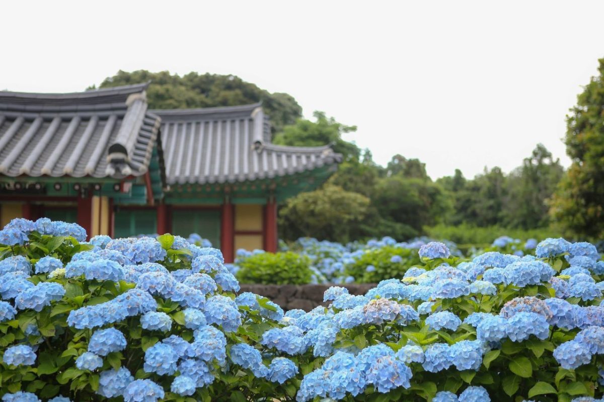 수국