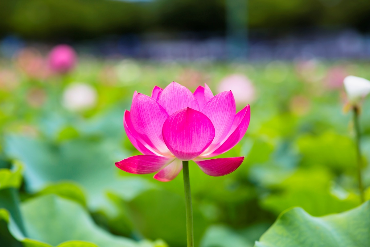 연꽃