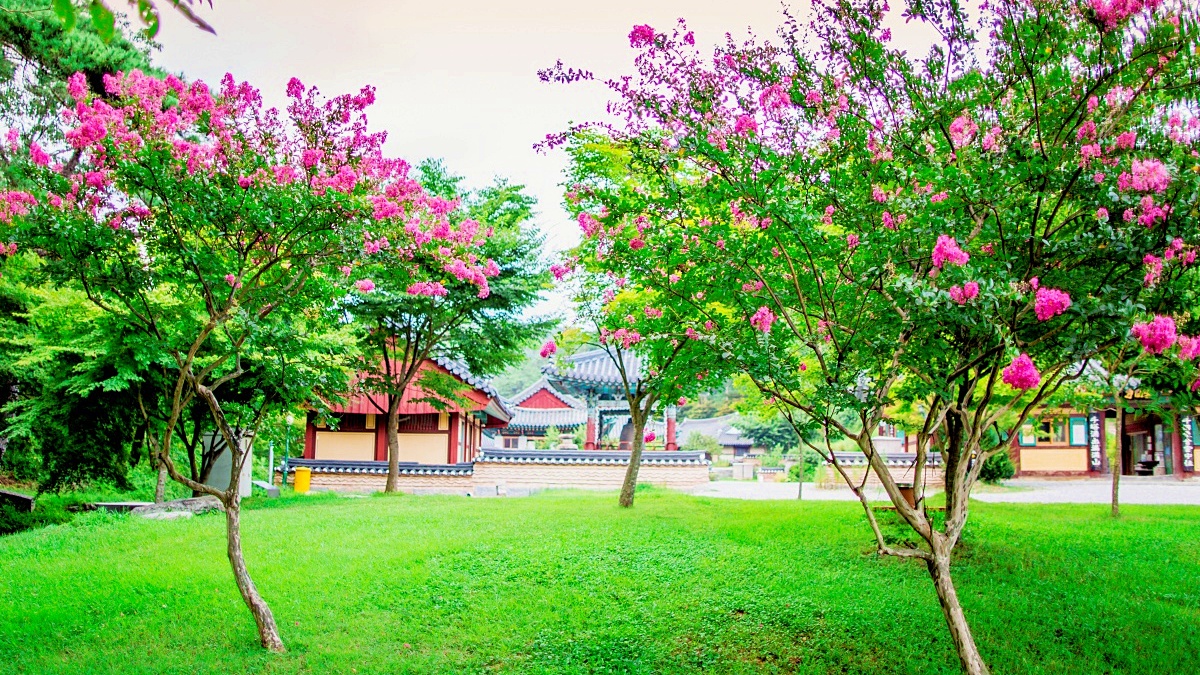 "붉은 배롱꽃과 천년 사찰"… 올여름 꼭 들러야 할 숨은 명소 1 사찰