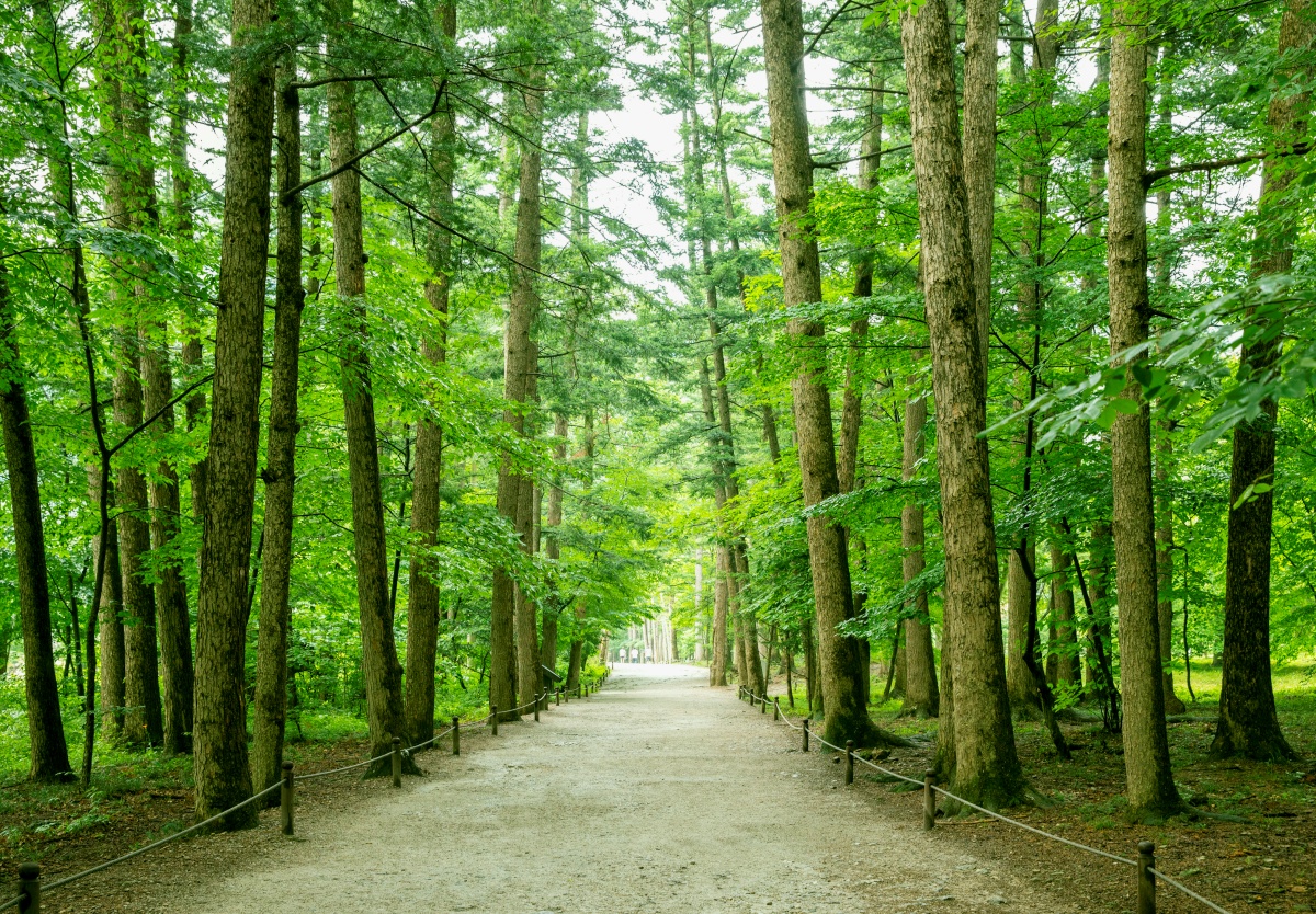 "폭염도 비켜가는 여행지"… 전나무 향 가득한 여름 산책 명소 3 전나무