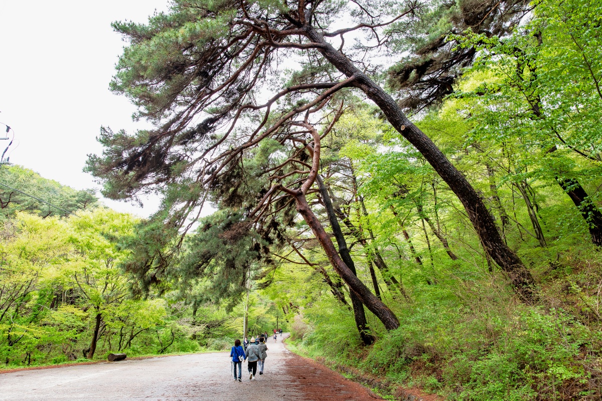 "사실 봄보다 여름이 더 아름다운 곳?"… 겹벚꽃 명소에 내려앉은 배롱나무 5 배롱나무