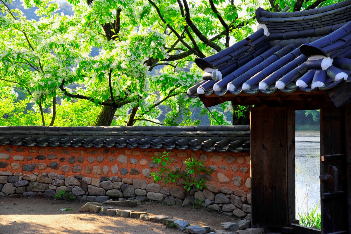 "사진작가들이 해마다 찾는 이유"... 지금은 여름 버드나무 명소 2 버드나무