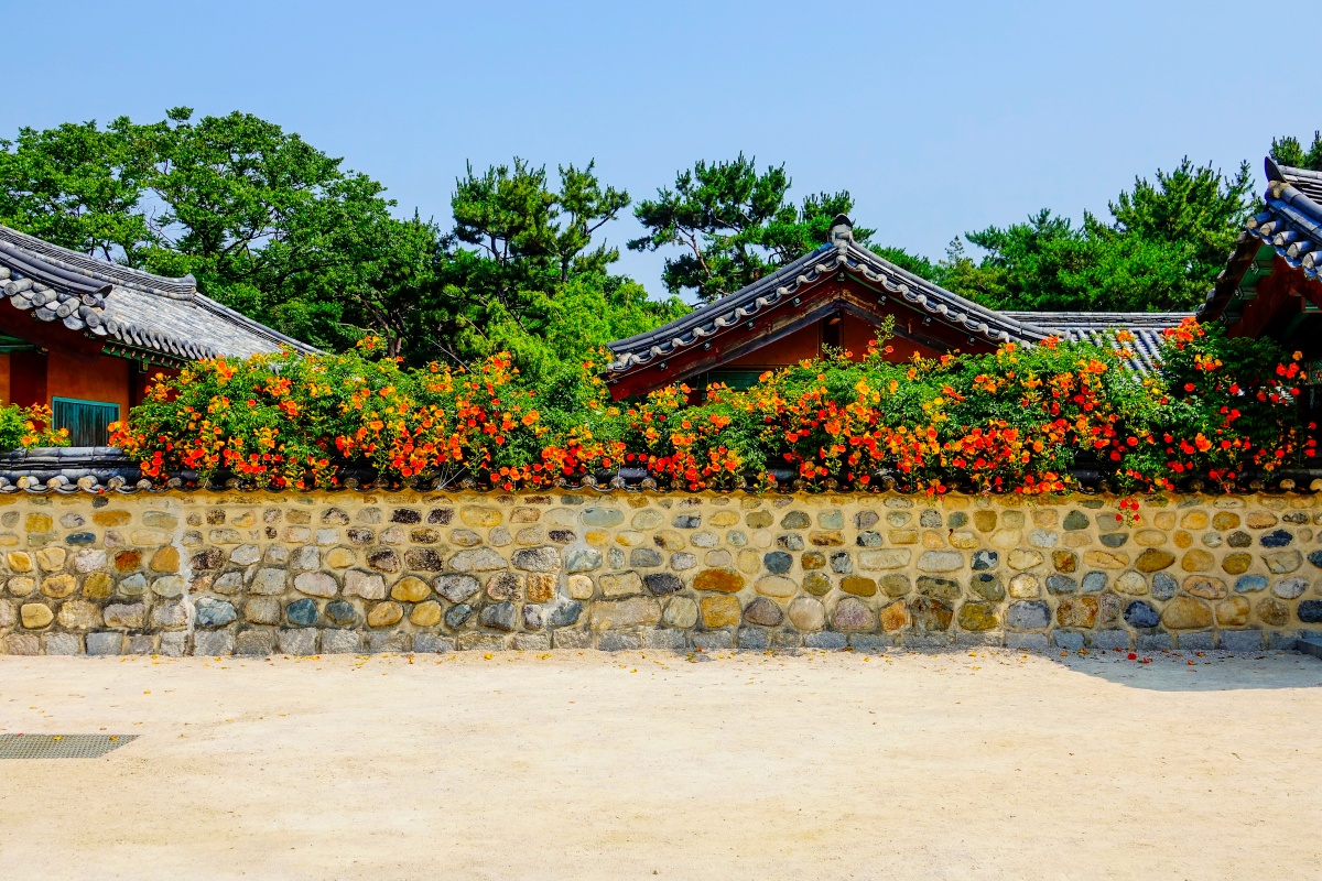 능소화