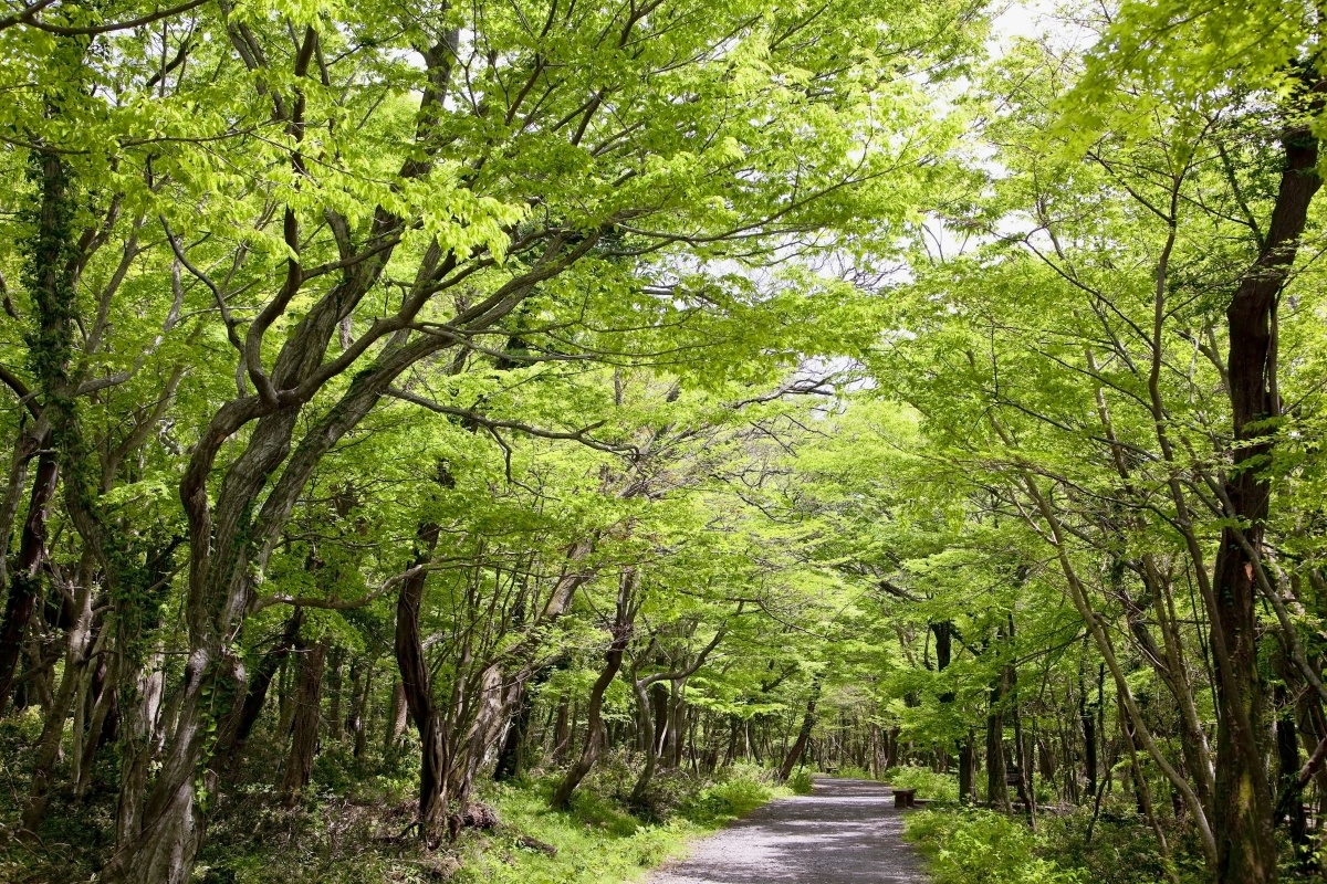 "폭염도 비켜가는 초록 터널"... 올여름 가장 시원한 산책길 5 산책