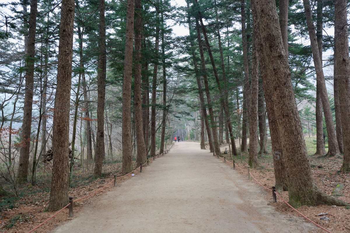 전나무