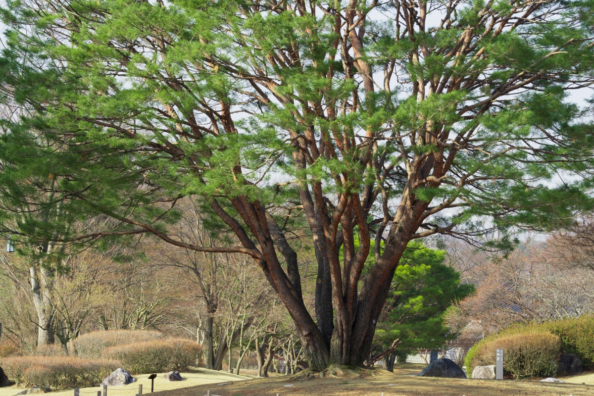 역사