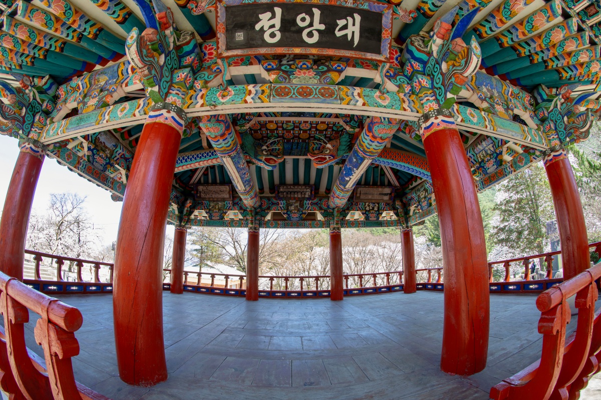 배롱나무